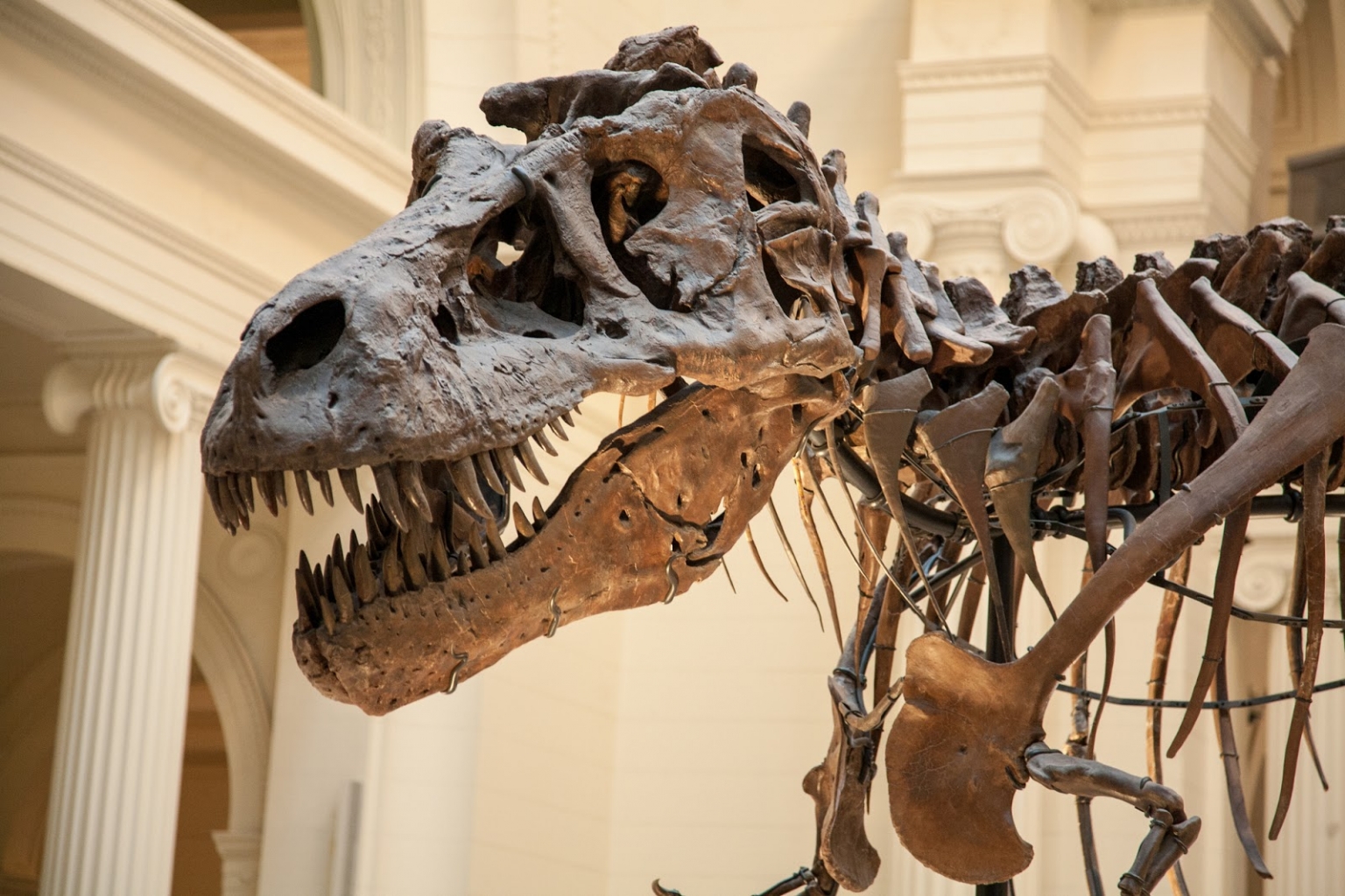 virtuális múzeumi túra - dinoszaurusz csontváz