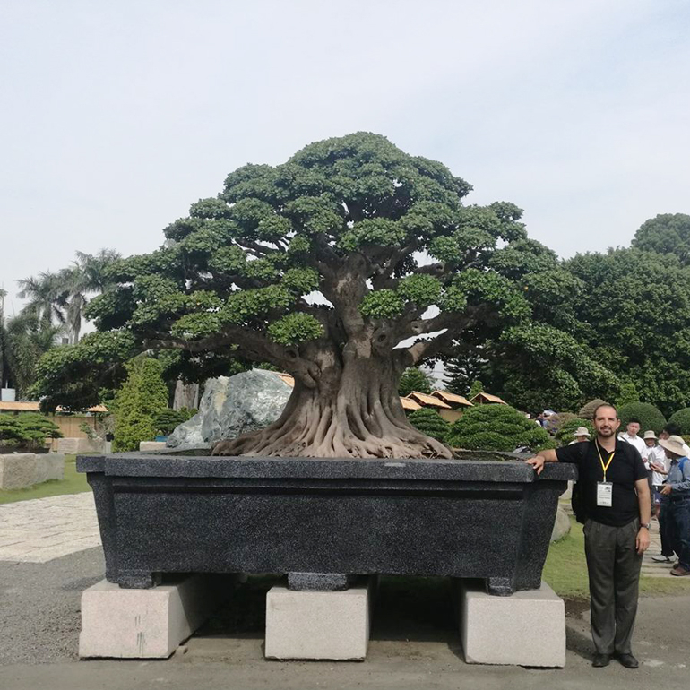 Ahol a méret a lényeg: a bonsai fák világának titkai