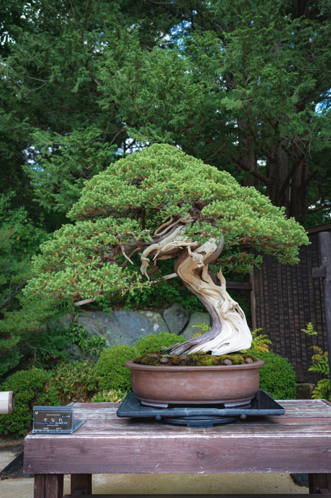 bonsai