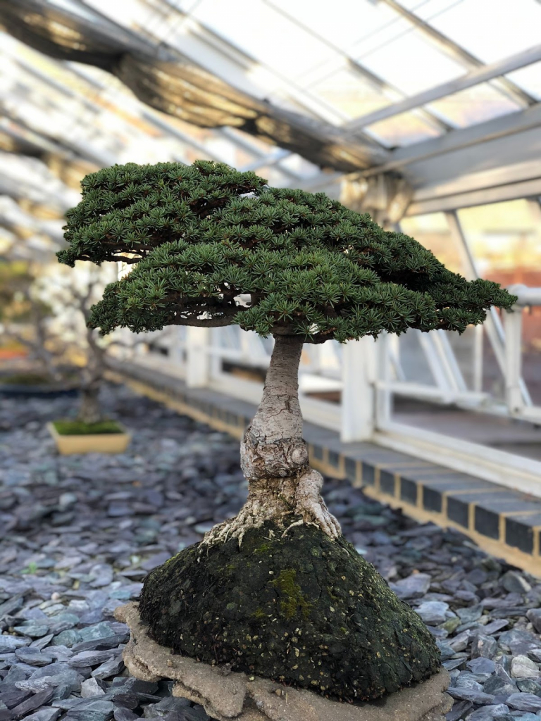 bonsai fa