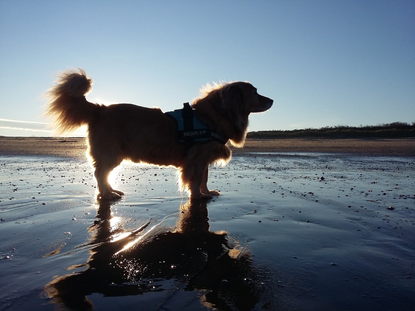 fotó egy golden retriverről a tengerparton, napsütésben