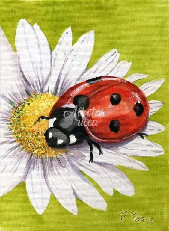 ladybird