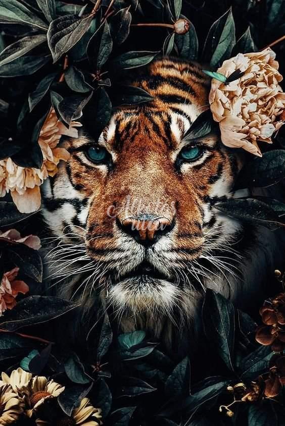 Tiger in the jungle