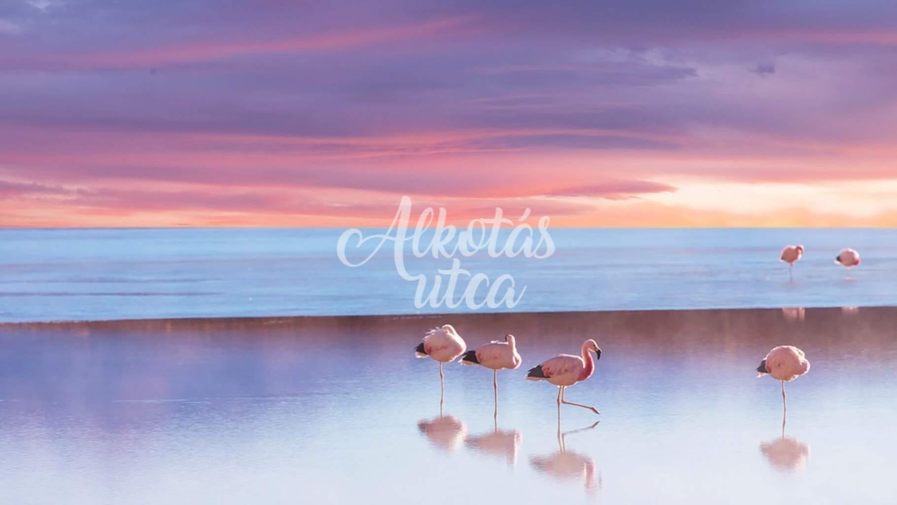 Flamingók a parton